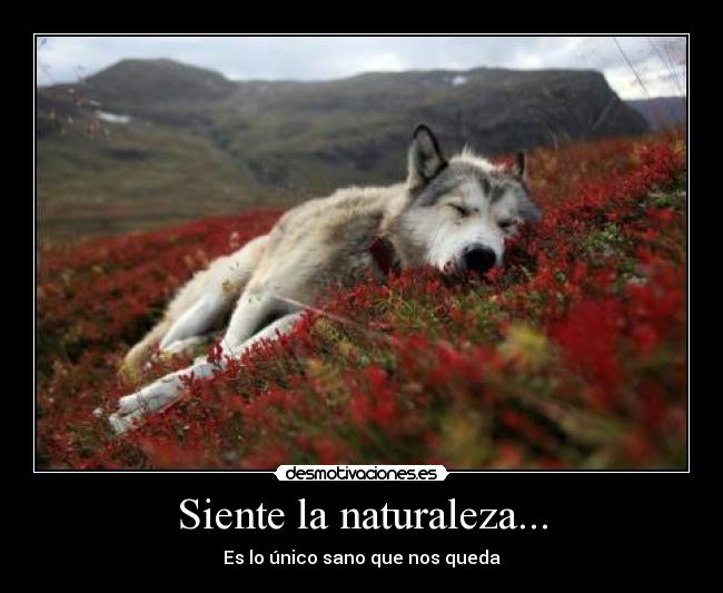 Siente la naturaleza... - 