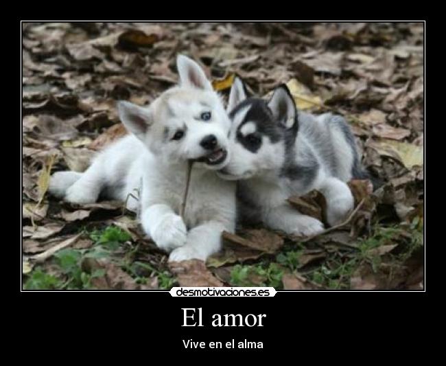 El amor - 