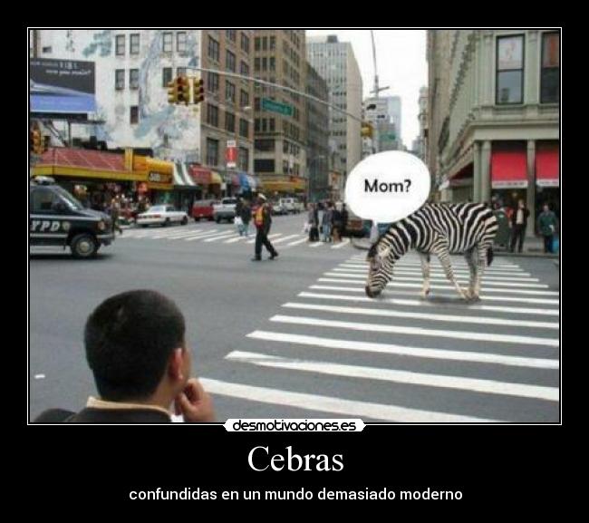 Cebras - confundidas en un mundo demasiado moderno