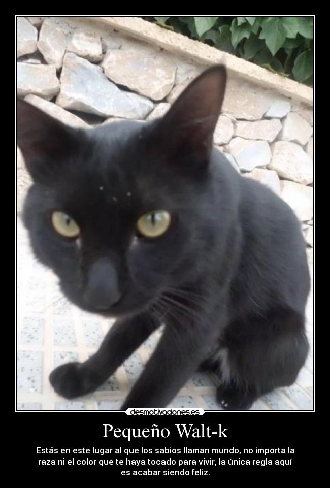 Pequeño Walt-k - Estás en este lugar al que los sabios llaman mundo, no importa la
raza ni el color que te haya tocado para vivir, la única regla aquí
es acabar siendo feliz.