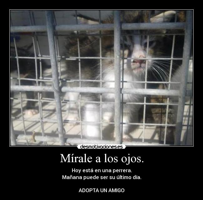 Mírale a los ojos. - Hoy está en una perrera.
Mañana puede ser su último día.
ADOPTA UN AMIGO