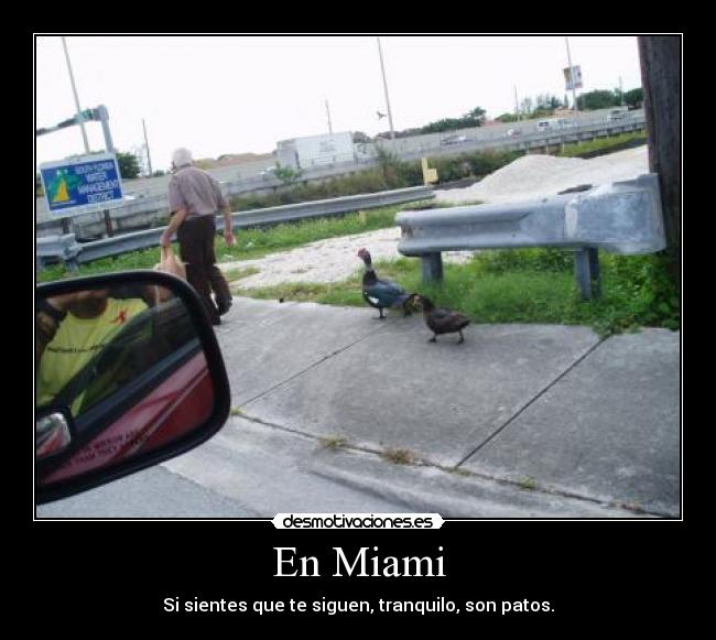 En Miami - Si sientes que te siguen, tranquilo, son patos.