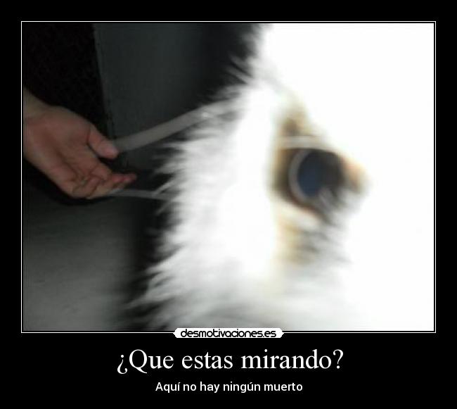 ¿Que estas mirando? -