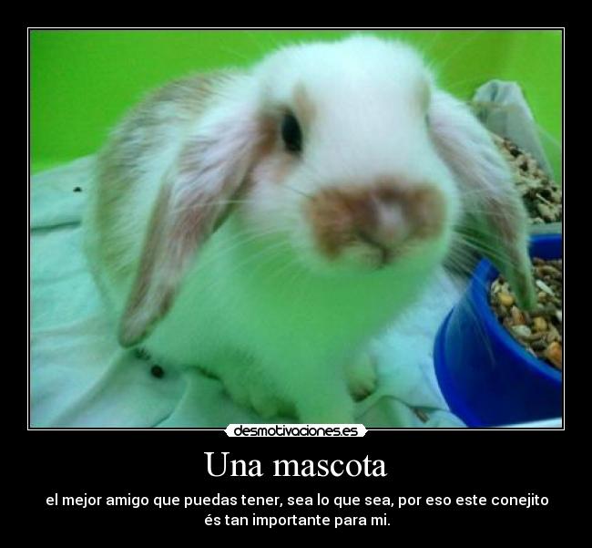 Una mascota - 
