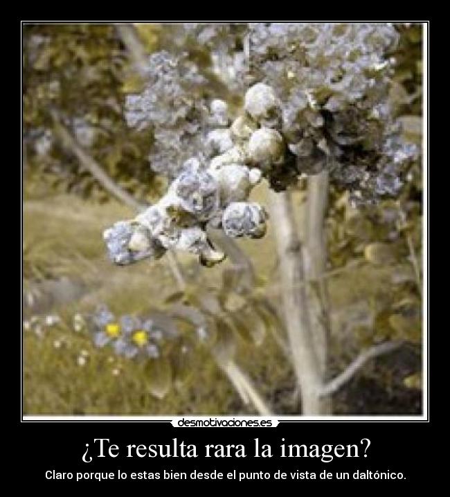 ¿Te resulta rara la imagen? - Claro porque lo estas bien desde el punto de vista de un daltónico.