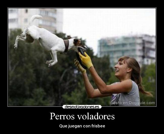 Perros voladores -