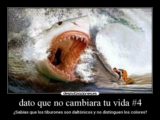 dato que no cambiara tu vida #4 - ¿Sabías que los tiburones son daltónicos y no distinguen los colores?