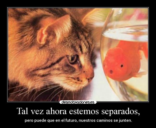 carteles gato quiere comer pez muy feo desmotivaciones