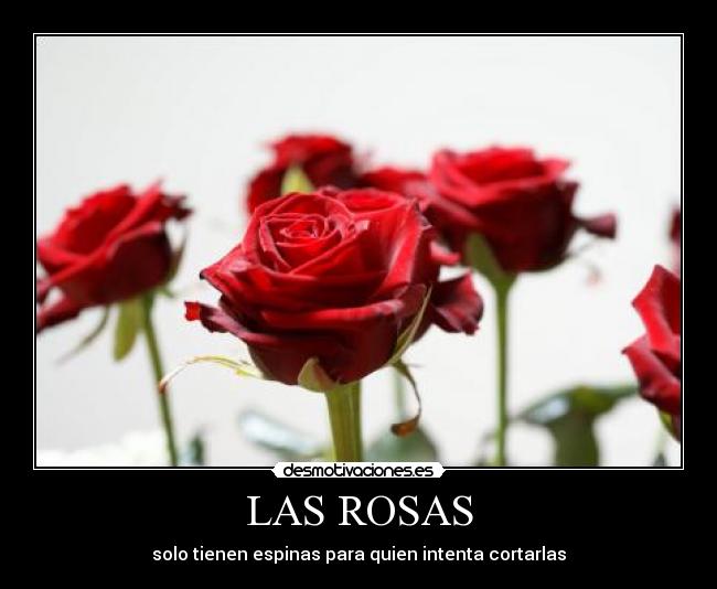 LAS ROSAS - solo tienen espinas para quien intenta cortarlas