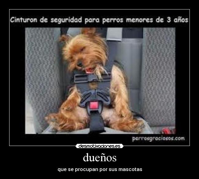 dueños - que se procupan por sus mascotas