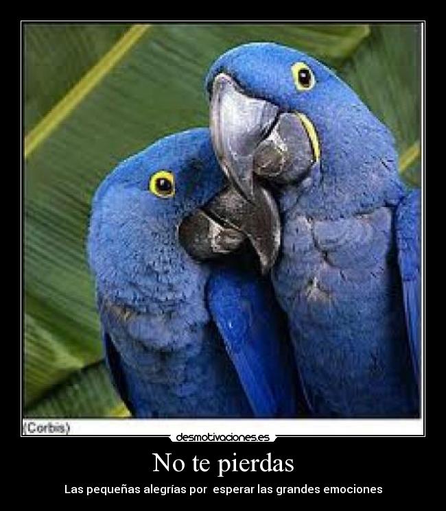 carteles pierdas desmotivaciones