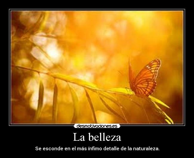 La belleza - Se esconde en el más ínfimo detalle de la naturaleza.