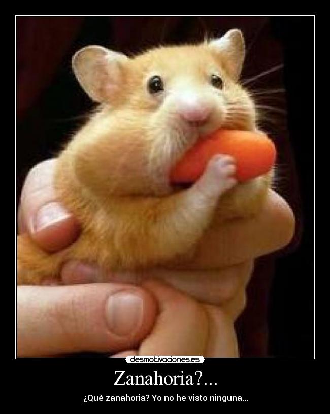 Zanahoria?... -