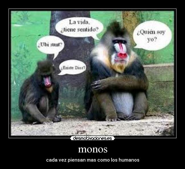 monos - cada vez piensan mas como los humanos