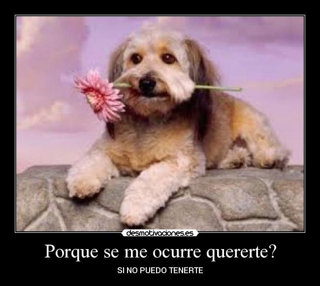 Porque se me ocurre quererte? -