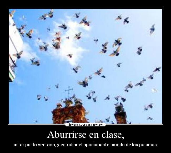 Aburrirse en clase, - mirar por la ventana, y estudiar el apasionante mundo de las palomas.