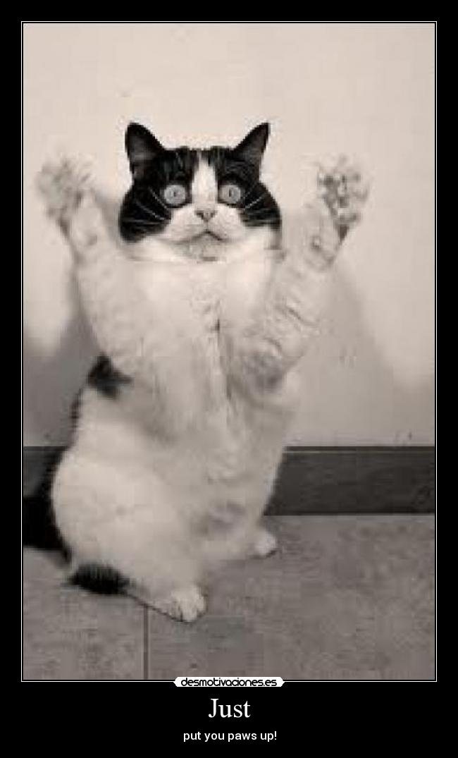 Just - put you paws up!