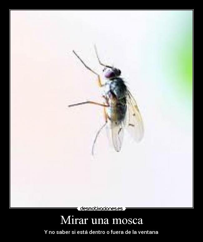 carteles mirar una mosca desmotivaciones