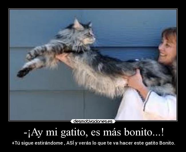 -¡Ay mi gatito, es más bonito...! - +Tú sigue estirándome , ASÍ y verás lo que te va hacer este gatito Bonito.