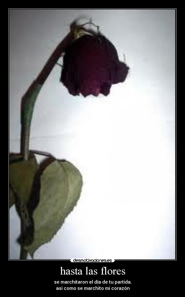 hasta las flores -
