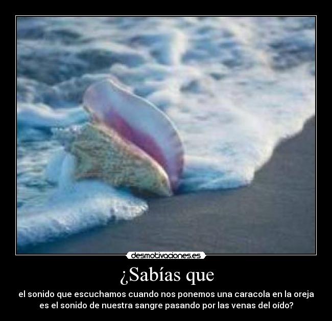 ¿Sabías que - el sonido que escuchamos cuando nos ponemos una caracola en la oreja
es el sonido de nuestra sangre pasando por las venas del oído?