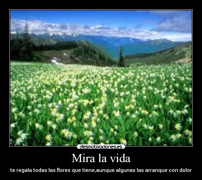 Mira la vida - te regala todas las flores que tiene,aunque algunas las arranque con dolor
