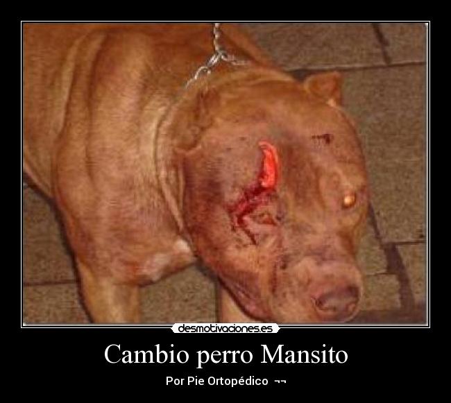 Cambio perro Mansito -