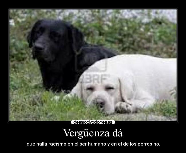 Vergüenza dá - que halla racismo en el ser humano y en el de los perros no.