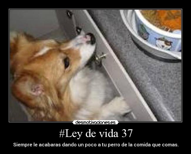 #Ley de vida 37 - Siempre le acabaras dando un poco a tu perro de la comida que comas.