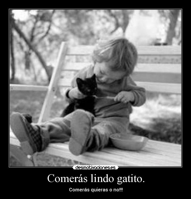 Comerás lindo gatito. - Comerás quieras o no!!!