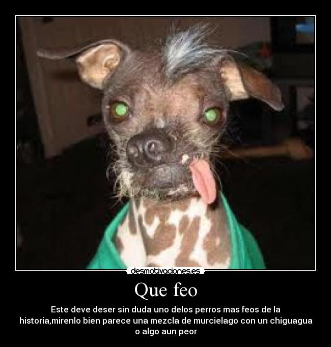Que feo - Este deve deser sin duda uno delos perros mas feos de la
historia,mirenlo bien parece una mezcla de murcielago con un chiguagua
o algo aun peor