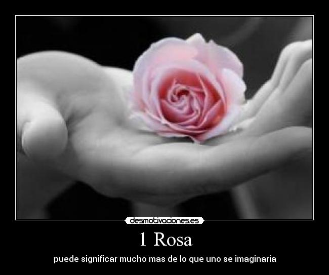1 Rosa - puede significar mucho mas de lo que uno se imaginaria