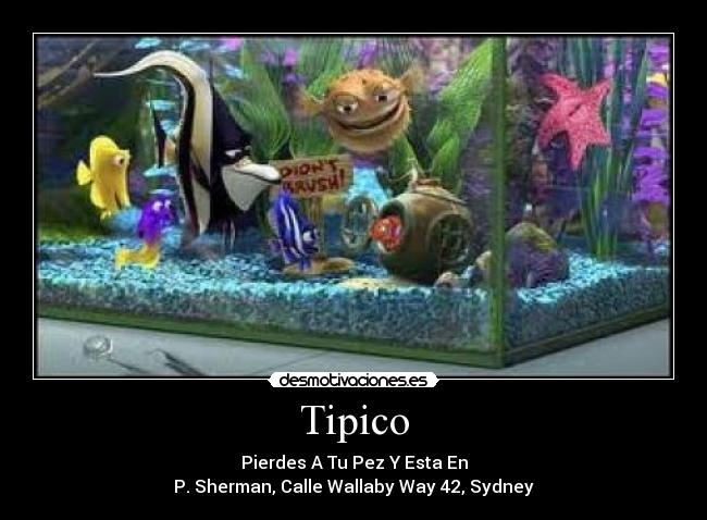 Tipico - 
