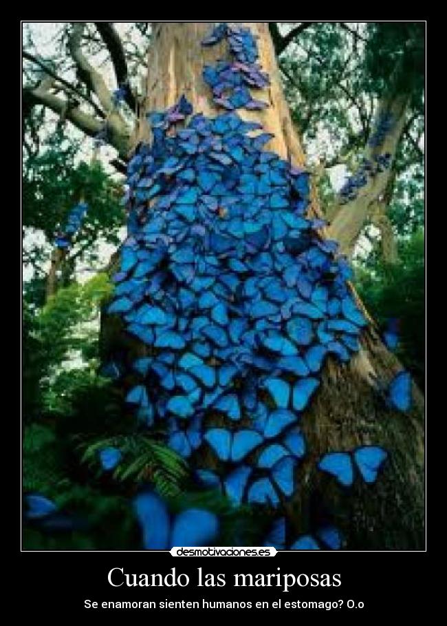 Cuando las mariposas - Se enamoran sienten humanos en el estomago? O.o