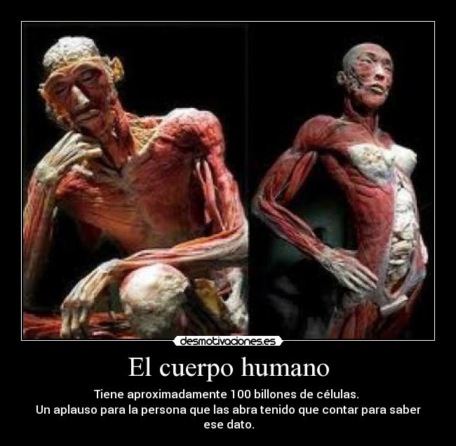 El cuerpo humano - Tiene aproximadamente 100 billones de células. 
Un aplauso para la persona que las abra tenido que contar para saber ese dato.