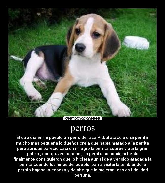perros - 