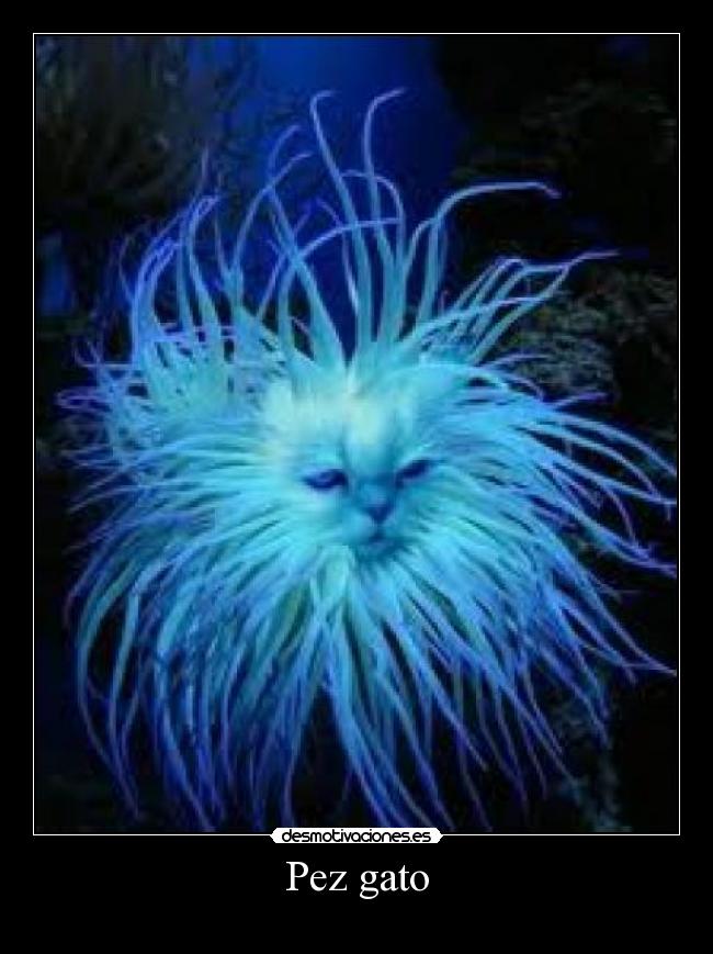 Pez gato -
