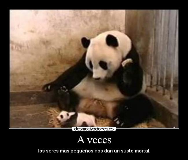 carteles pandas desmotivaciones