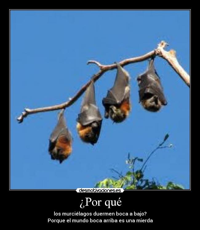¿Por qué - los murciélagos duermen boca a bajo?
Porque el mundo boca arriba es una mierda