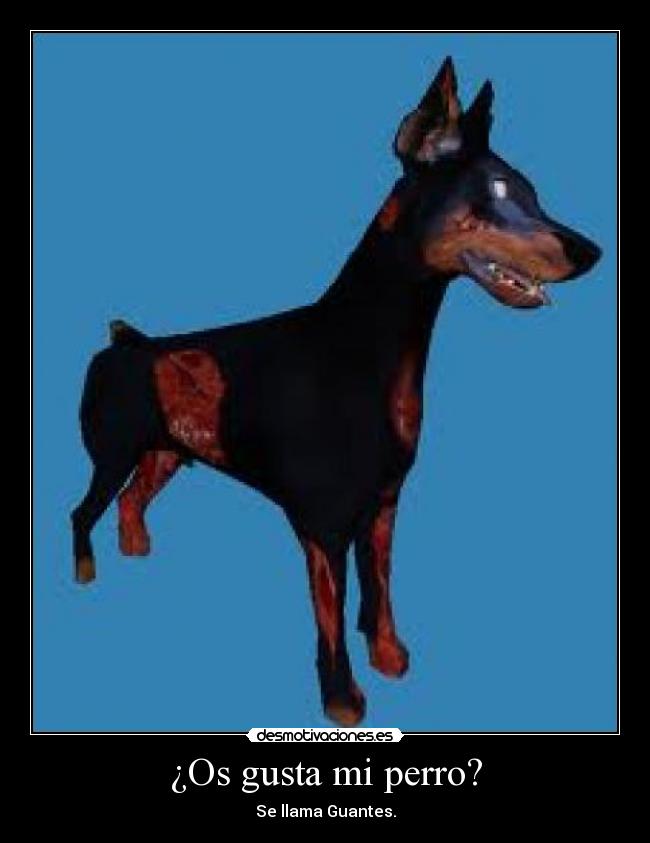 ¿Os gusta mi perro? - 