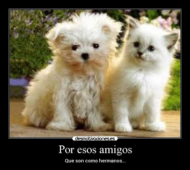 Por esos amigos - 