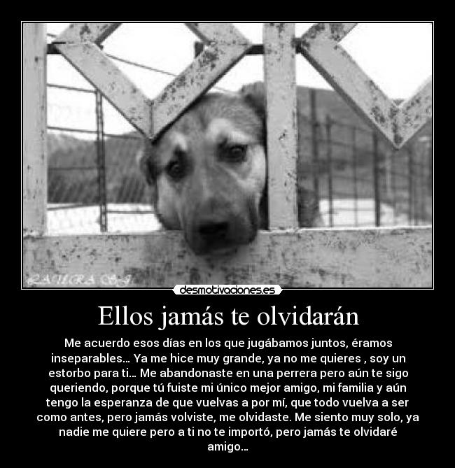 Ellos jamás te olvidarán - Me acuerdo esos días en los que jugábamos juntos, éramos
inseparables… Ya me hice muy grande, ya no me quieres , soy un
estorbo para ti… Me abandonaste en una perrera pero aún te sigo
queriendo, porque tú fuiste mi único mejor amigo, mi familia y aún
tengo la esperanza de que vuelvas a por mí, que todo vuelva a ser
como antes, pero jamás volviste, me olvidaste. Me siento muy solo, ya
nadie me quiere pero a ti no te importó, pero jamás te olvidaré
amigo…