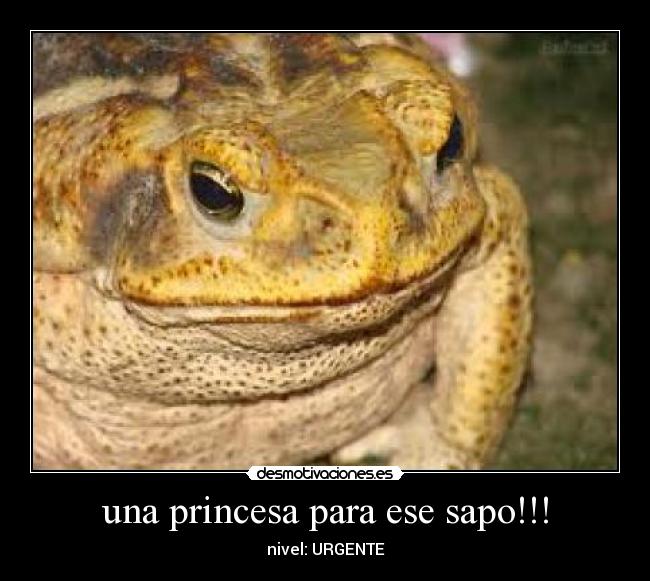 una princesa para ese sapo!!! - nivel: URGENTE