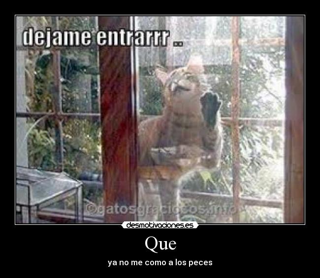 Que - ya no me como a los peces