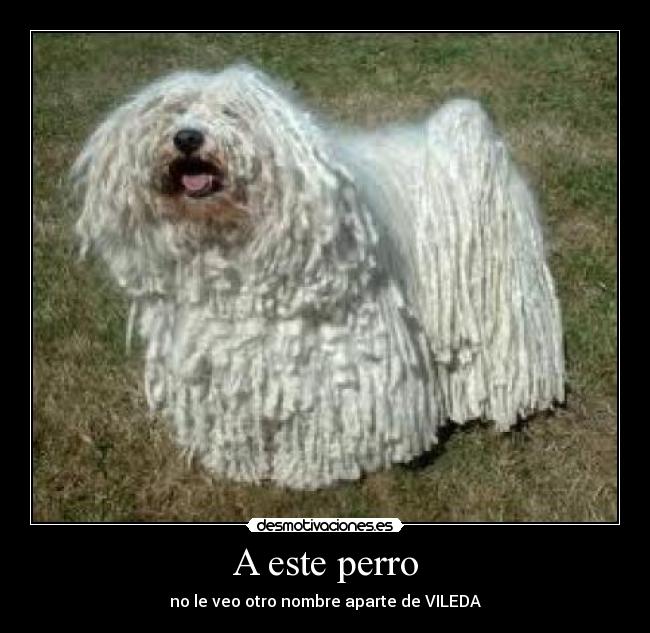 A este perro - no le veo otro nombre aparte de VILEDA