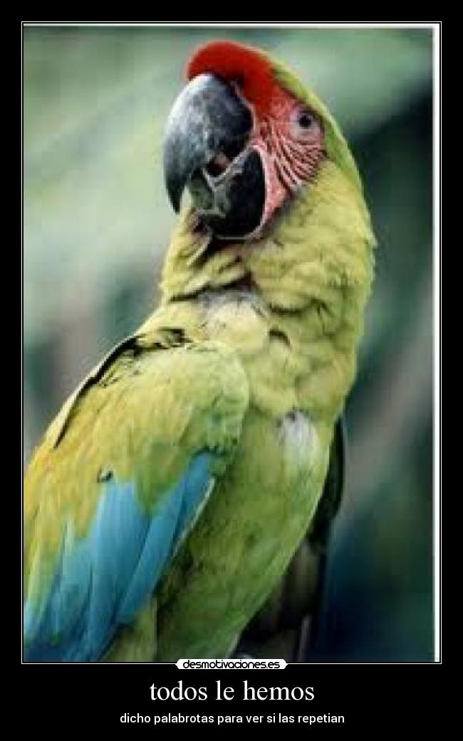todos le hemos - dicho palabrotas para ver si las repetian