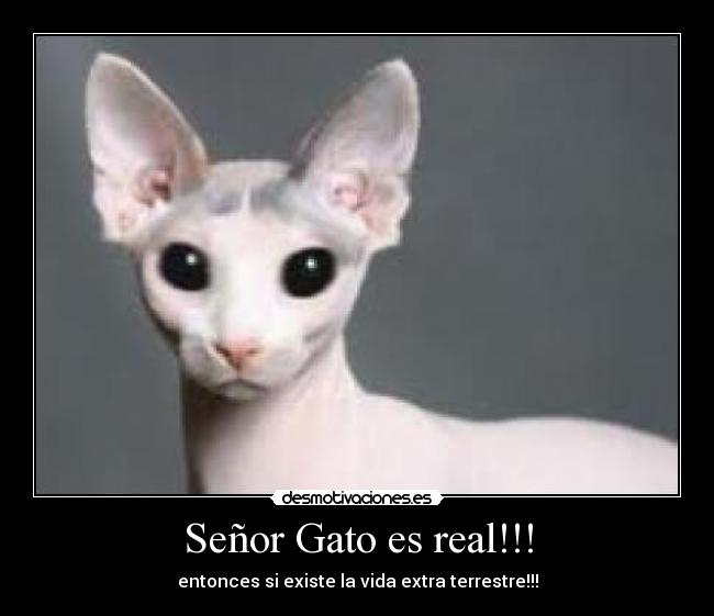 Señor Gato es real!!! - entonces si existe la vida extra terrestre!!!