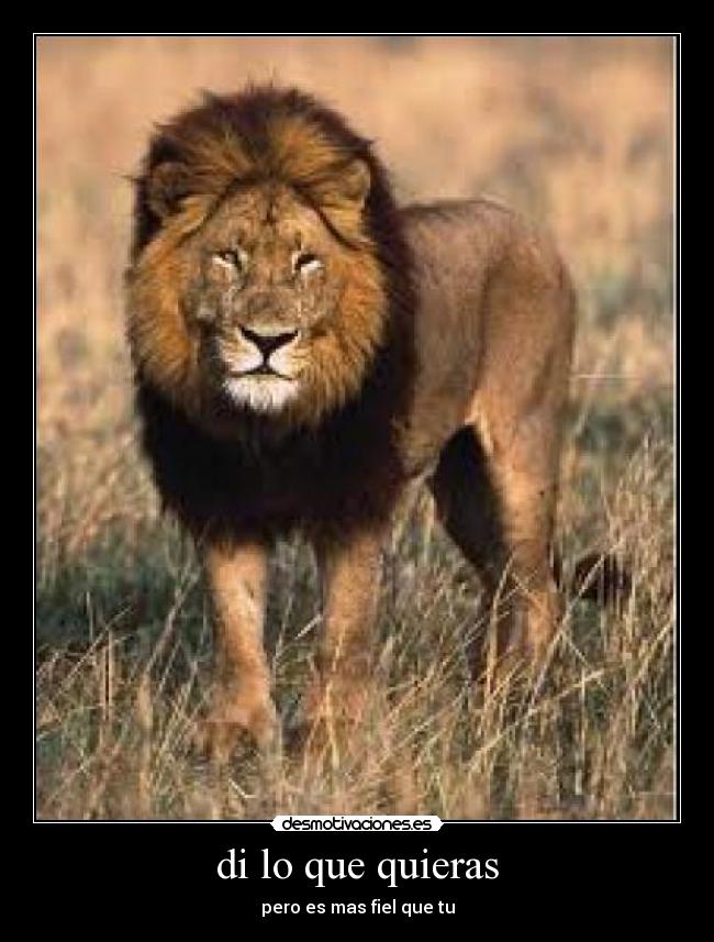 di lo que quieras - pero es mas fiel que tu