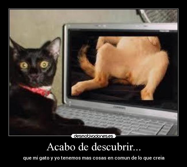 Acabo de descubrir... - que mi gato y yo tenemos mas cosas en comun de lo que creia