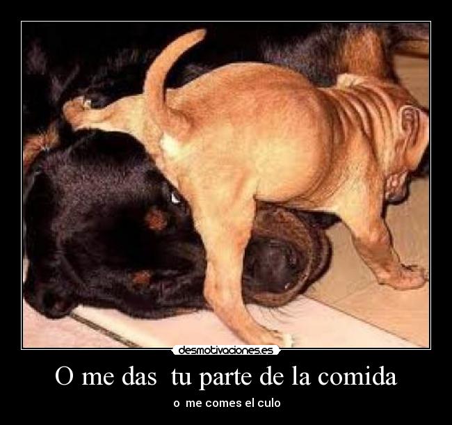 O me das tu parte de la comida - o me comes el culo